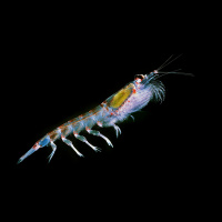 Krill Are Critical