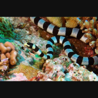 Episode 175: Sea Snakes are Striking