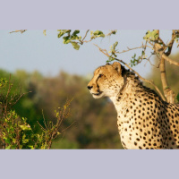 Episode 267: Twelve Cheetah Project w/Dan Cabela from the Cabela Family Foundation