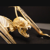 Episode 60: Spectacularly Spooky, the Vampire Bat
