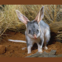 Bilby Bouncing Back