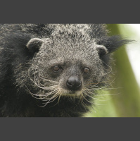 Episode 277: Bear Cats, aka the Binturong