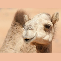 Dromedary Camels Defy Nature