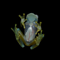 Episode 284:Glassy Glass Frogs