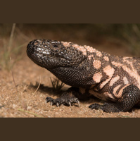 The Venomous Gila Monster