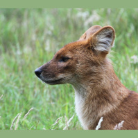 Episode 322:: Dholes in Danger