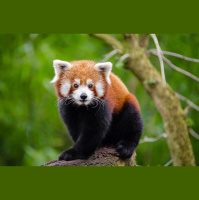 Episode 312: Red Panda Reset