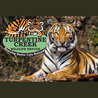 Episode 156: Tiger King Talk w/Turpentine Creek Wildlife Refuge