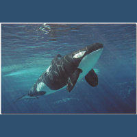 Episode 327: Orcas are Champions Part I