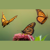 Mysteries of the Monarch Butterfly