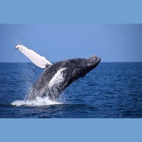 Episode 275: Harmony of the Humpback Whale