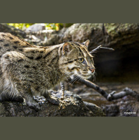 Episode 297: Fishing Cats Do Fish
