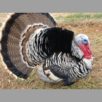 Episode 195: Gobble Gobble with Turkeys