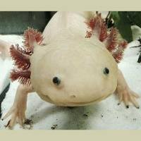 Episode 76: It Regenerates, Its the Axolotl