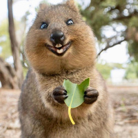 Qutie Quokkas