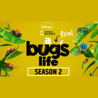 The Micro Universe: Insights from A Real Bugs Life