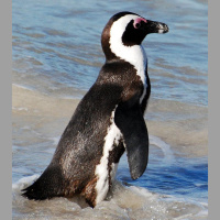 African Penguins Slipping Away