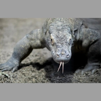 Mystique of Komodo Dragons