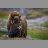 Episode 196: Mesmerized by the Musk Ox