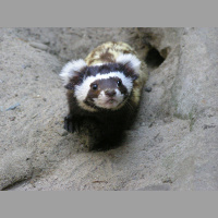 Episode 348: Plucky Marbled Polecats