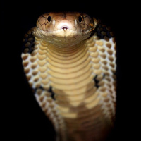 Episode 159: An Icon, The King Cobra