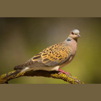 Noahs Dove