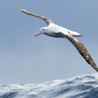 Albatross Soar