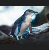 Episode 262: Little Blue Fairy Penguins
