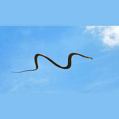 The All Creatures Podcast