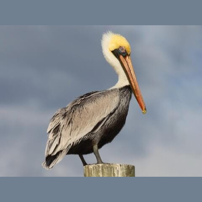 The All Creatures Podcast