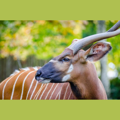 The All Creatures Podcast