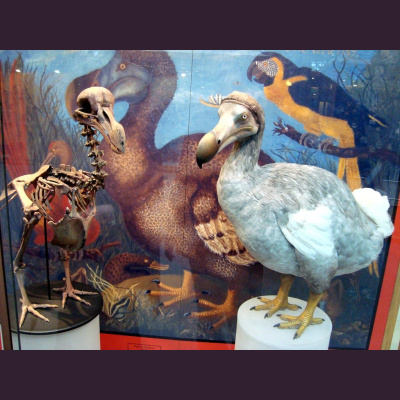 The All Creatures Podcast