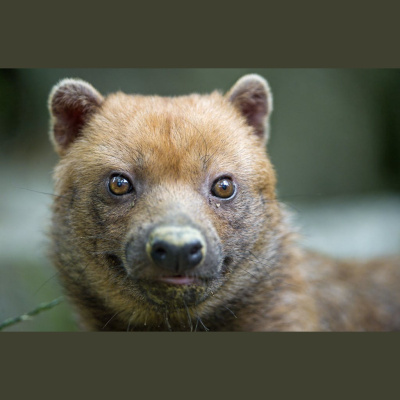 The All Creatures Podcast