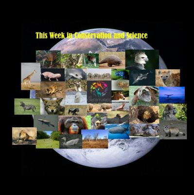 The All Creatures Podcast