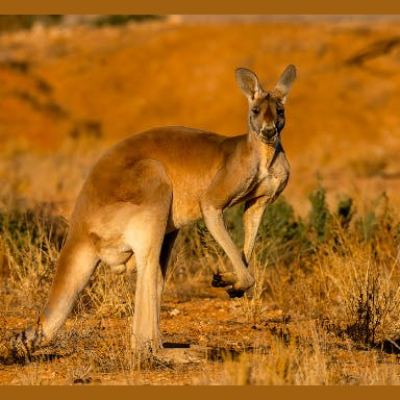 The All Creatures Podcast