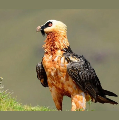 The All Creatures Podcast