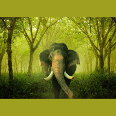 The All Creatures Podcast