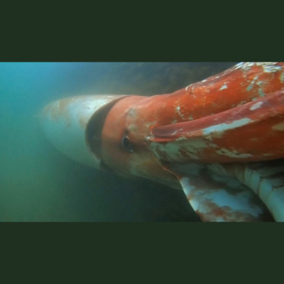 The All Creatures Podcast