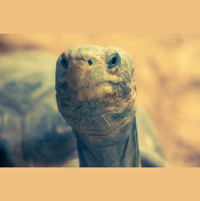 The All Creatures Podcast
