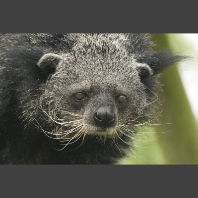 The All Creatures Podcast