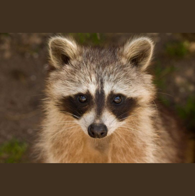 The All Creatures Podcast