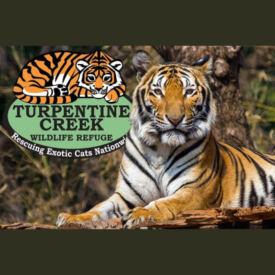 The All Creatures Podcast