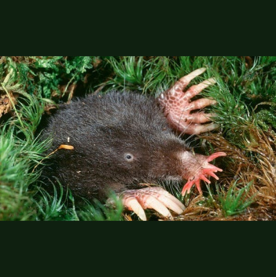 The All Creatures Podcast