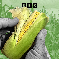 What is super sweet corn?