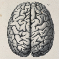 How The Brain Learns Part 1