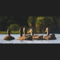 2019/20 Duck Season Wrap Up With Freddy King - Pt. 1