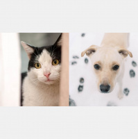 Inside Irelands Biggest Animal Charity