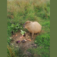 Have You Seen Limericks Missing Capybara Julio?