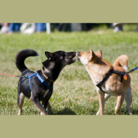 Brighten Your Day And Have A Listen To These Singing Animals