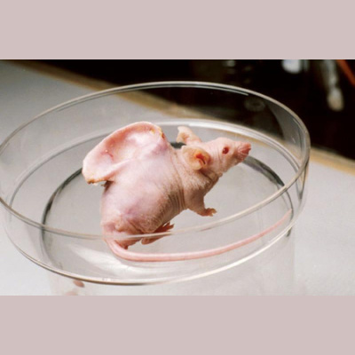 Spoken English Gas Station!